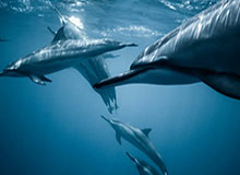 亚傅体育app下载安装安装